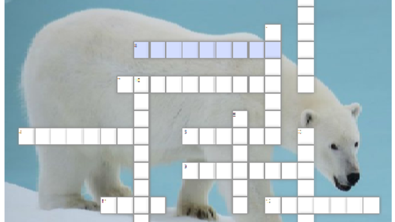 полярный медведь ошкуй. белый медведь (лаптевская популяция). белый медведь сканворд 5. киргизский медведь. белый медведь в северной америке.